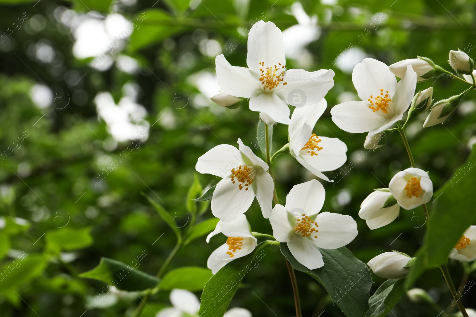 Photo of View of beautiful blossoming jasmine bush outdoors. Space for text