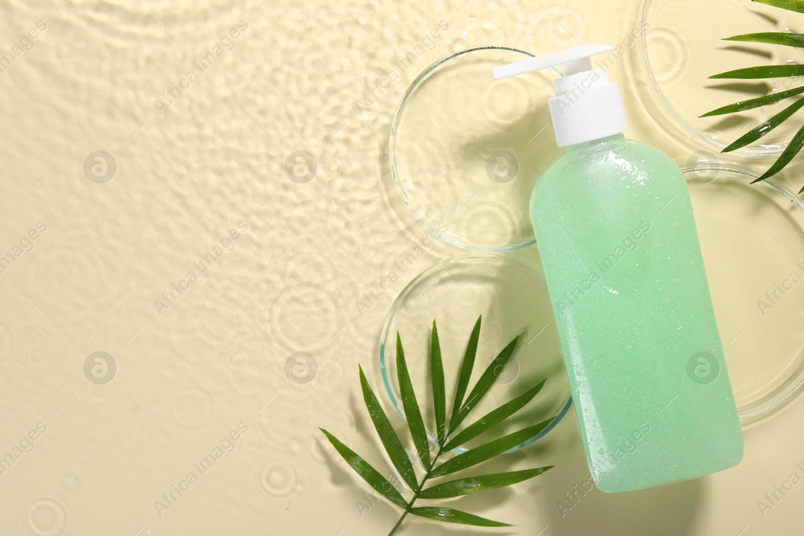 Photo of Bottle of face cleansing product, fresh leaves and petri dishes in water against beige background, flat lay. Space for text
