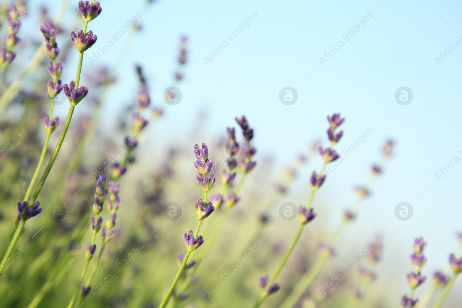 Photo of Beautiful blooming lavender growing in field, closeup