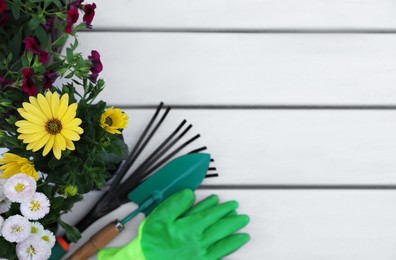 Photo of Beautiful blooming flowers, gloves and gardening tools on white wooden table, flat lay. Space for text