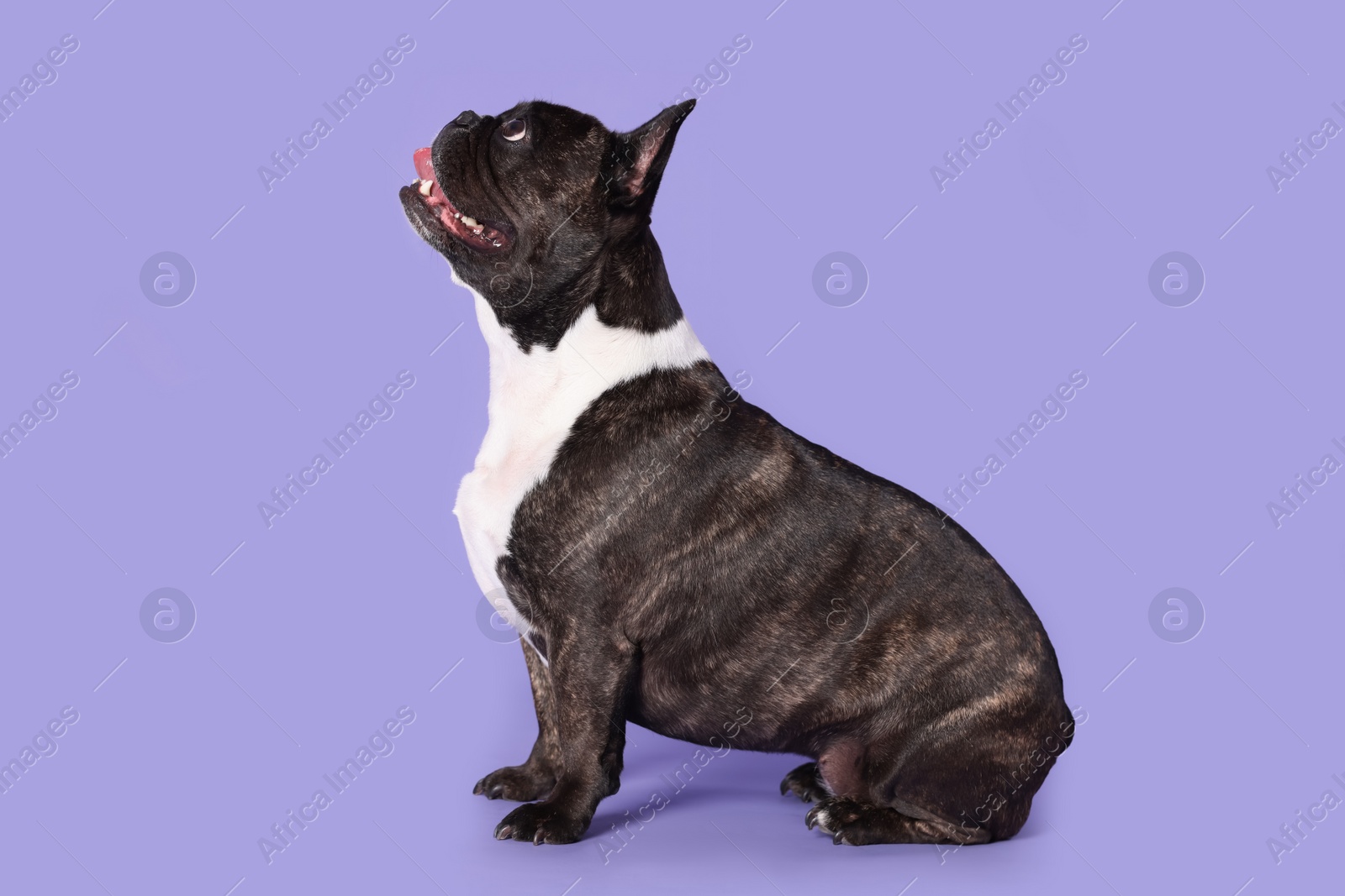 Photo of Adorable French Bulldog on purple background. Lovely pet