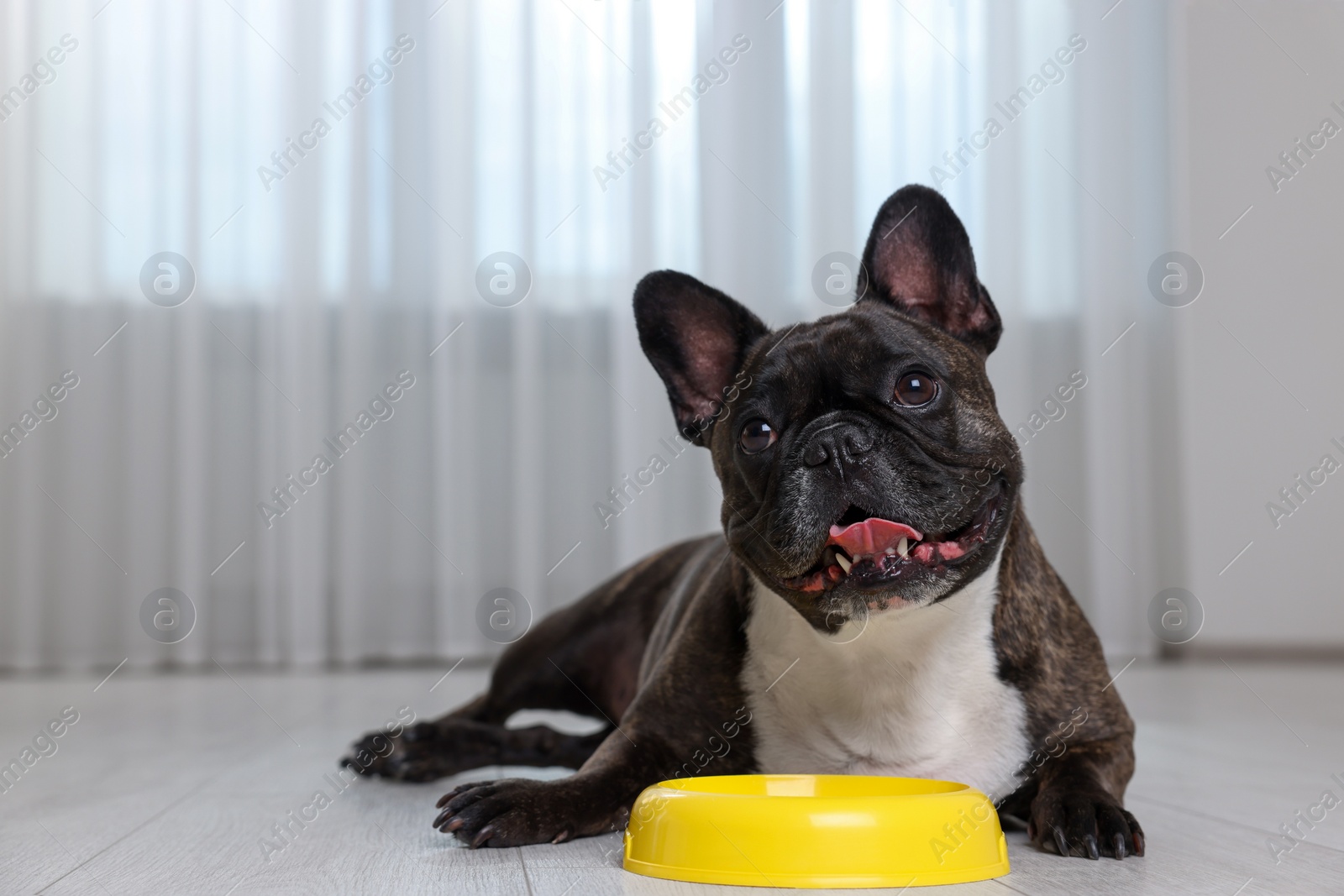 Photo of Adorable French Bulldog near yellow bowl indoors. Lovely pet