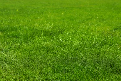 Photo of Fresh green grass as background, closeup view