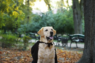 Photo of Cute Labrador Retriever dog wearing black cloak in autumn park on Halloween