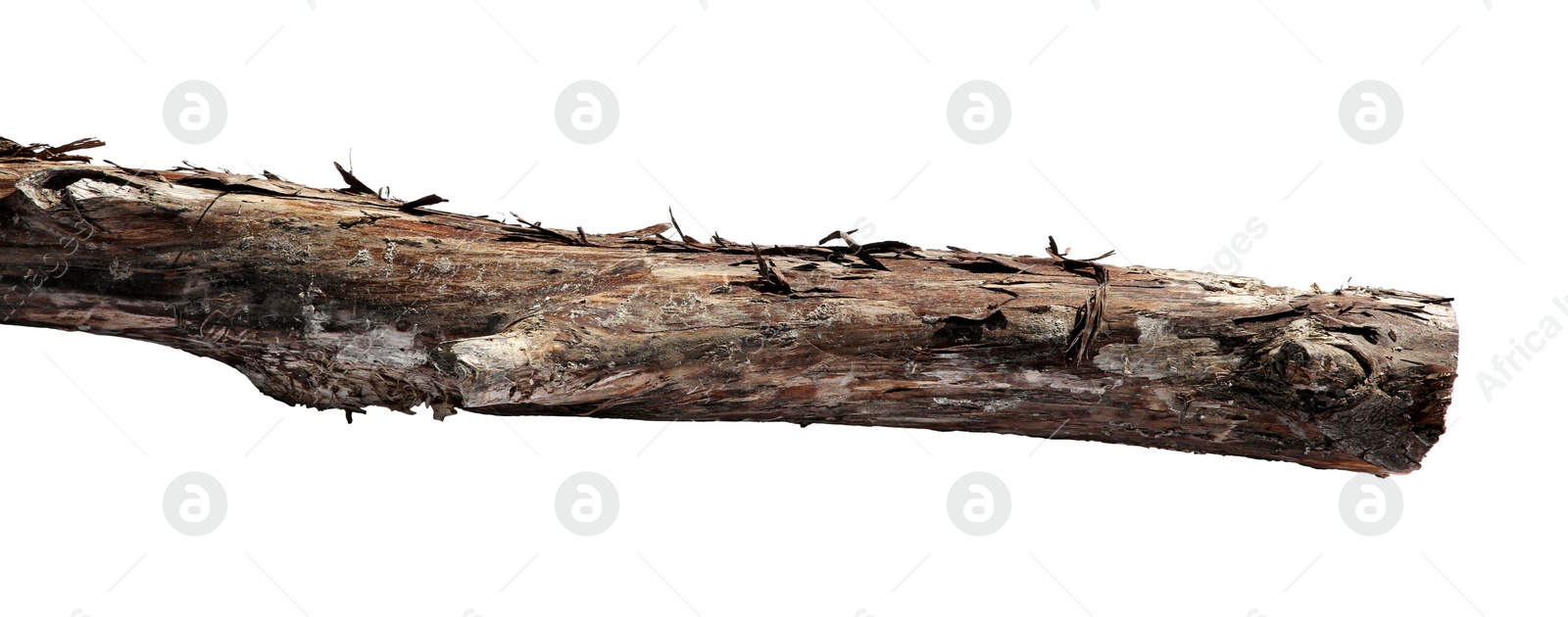 Photo of Old dry tree branch isolated on white