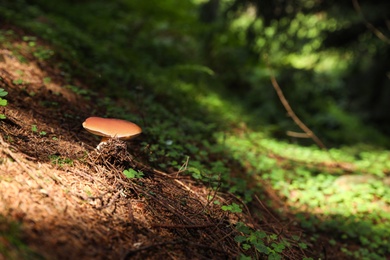 Photo of Small forest mushroom. Space for text