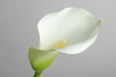 Beautiful calla lily flower on white background, closeup