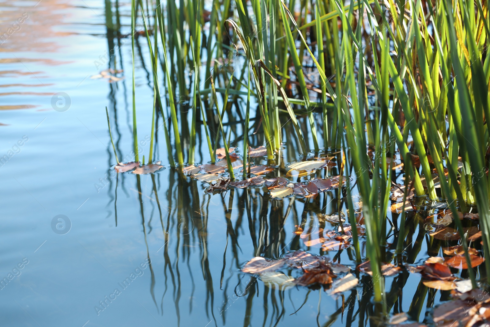 Photo of Autumn leaves floating near sedge grass growing in pond. Space for text