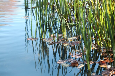 Photo of Autumn leaves floating near sedge grass growing in pond. Space for text