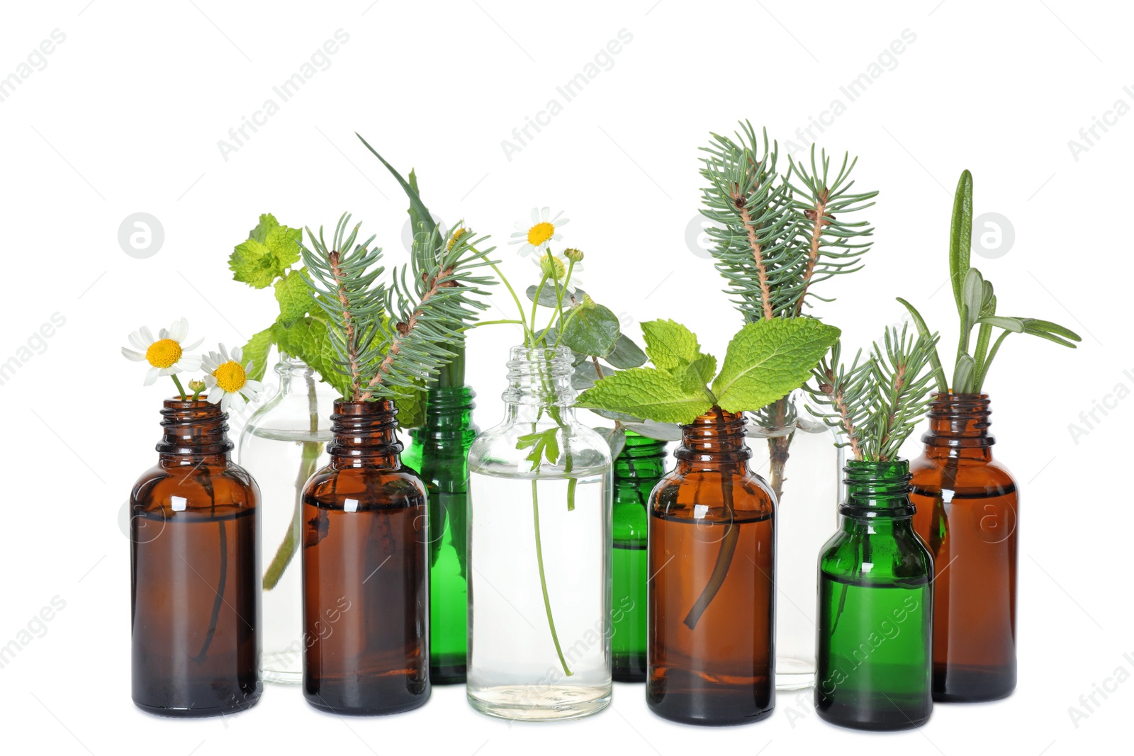 Photo of Glass bottles of different essential oils with plants on white background