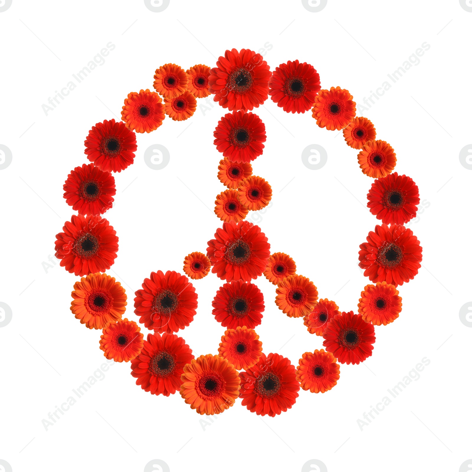 Image of Hippie peace symbol made of gerbera flowers on white background