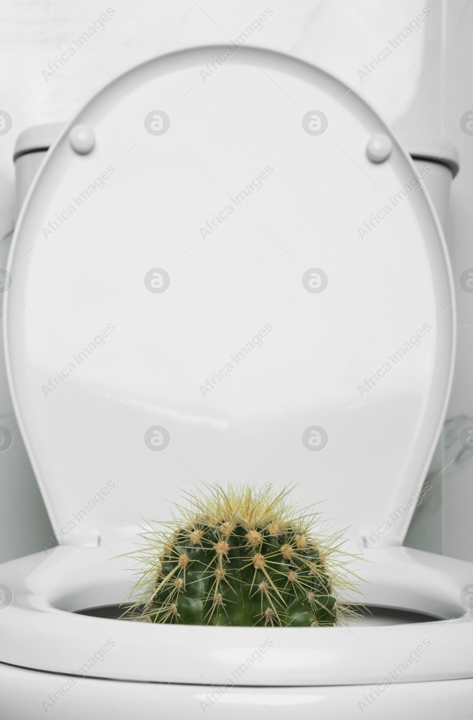 Photo of Toilet bowl with cactus near marble wall. Hemorrhoids concept