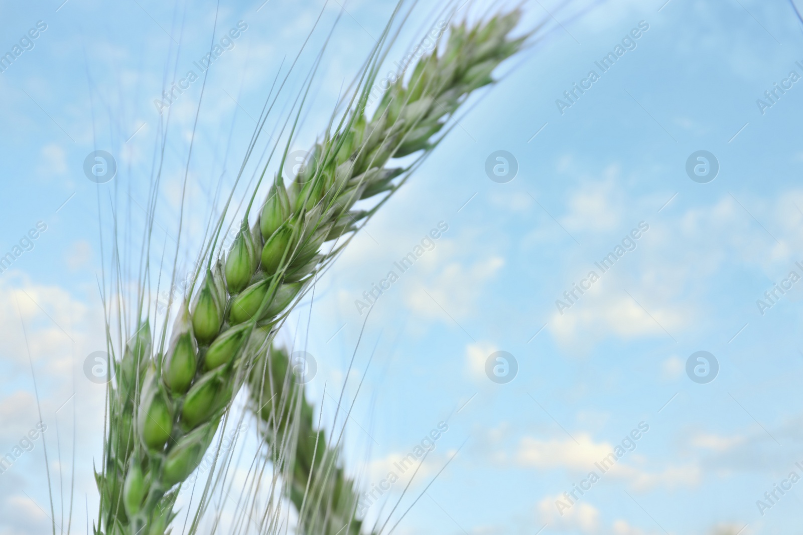 Photo of Beautiful wheat spikes against blue sky. Agricultural field