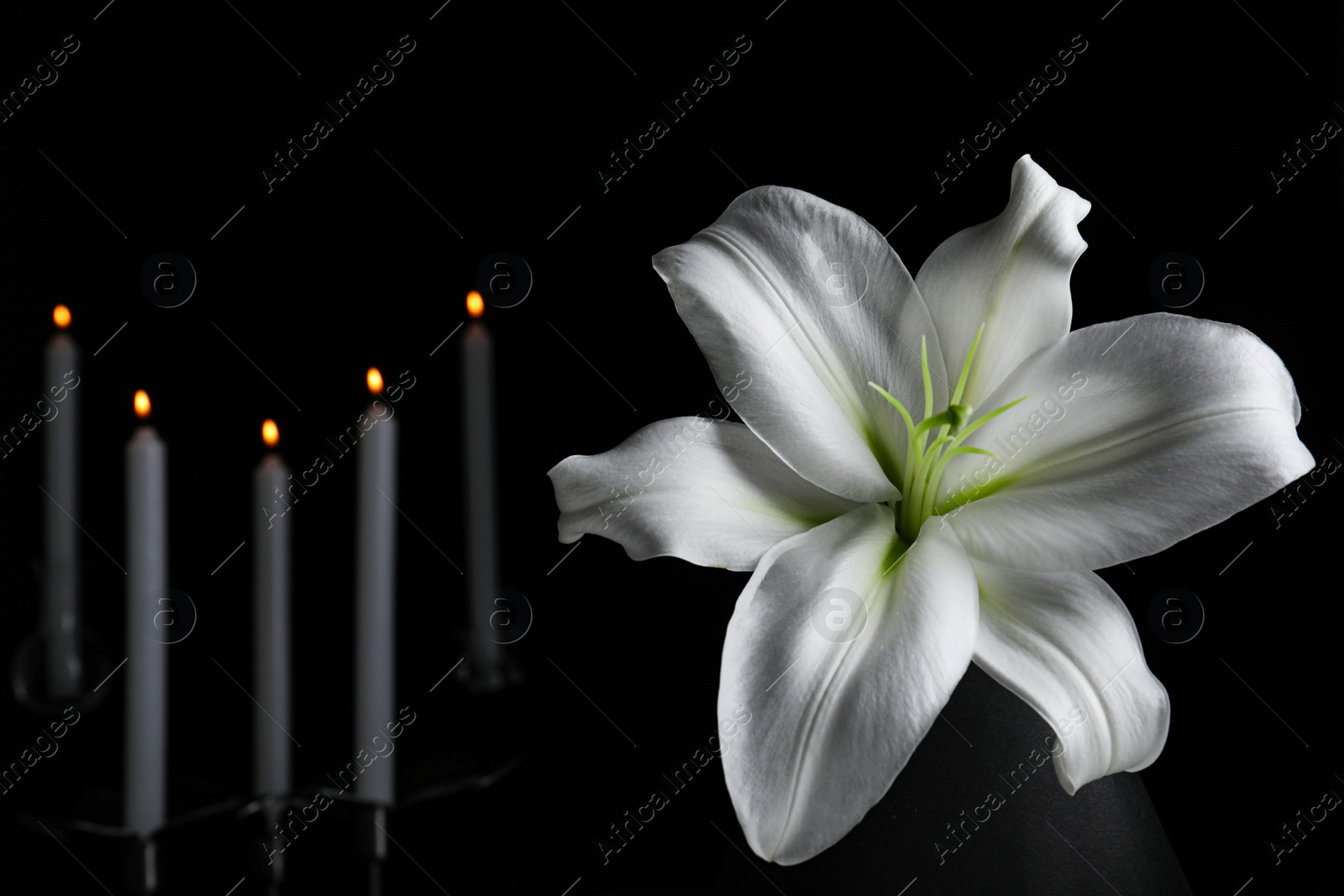 Photo of White lily and blurred burning candles in darkness, closeup with space for text. Funeral symbol