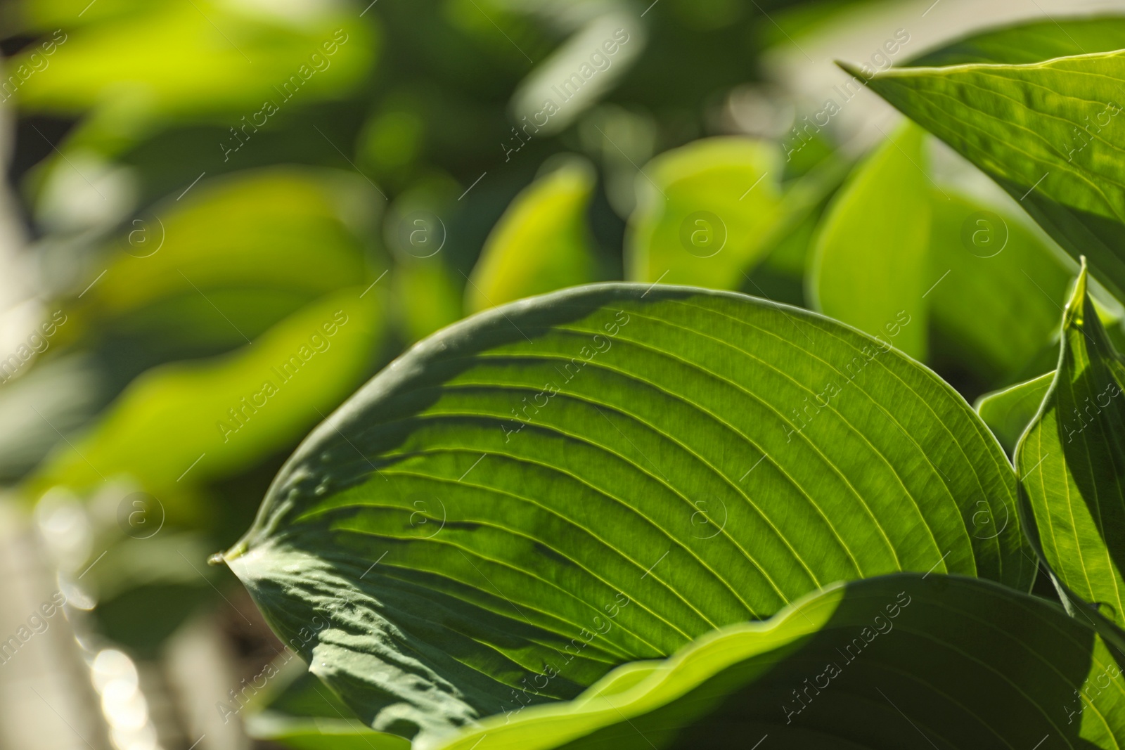 Photo of Hosts green leaves, closeup