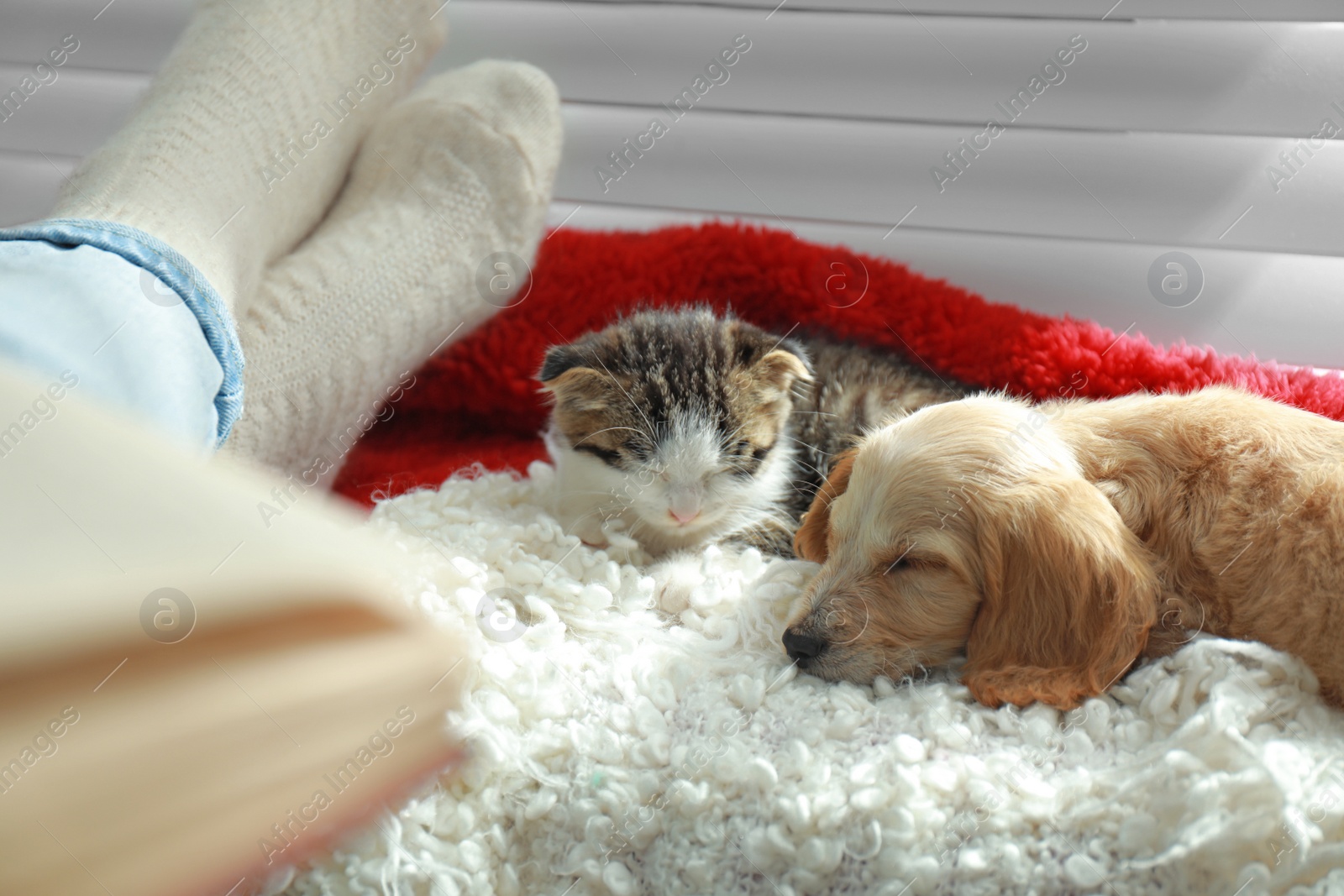 Photo of Owner with adorable little kitten and puppy on plaid indoors, closeup