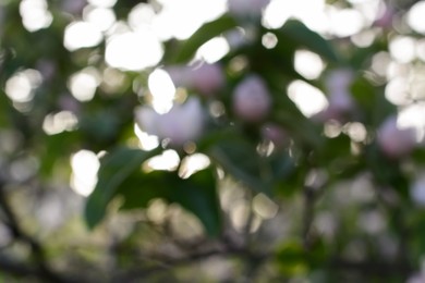 Photo of Blurred view of abstract green background, bokeh effect