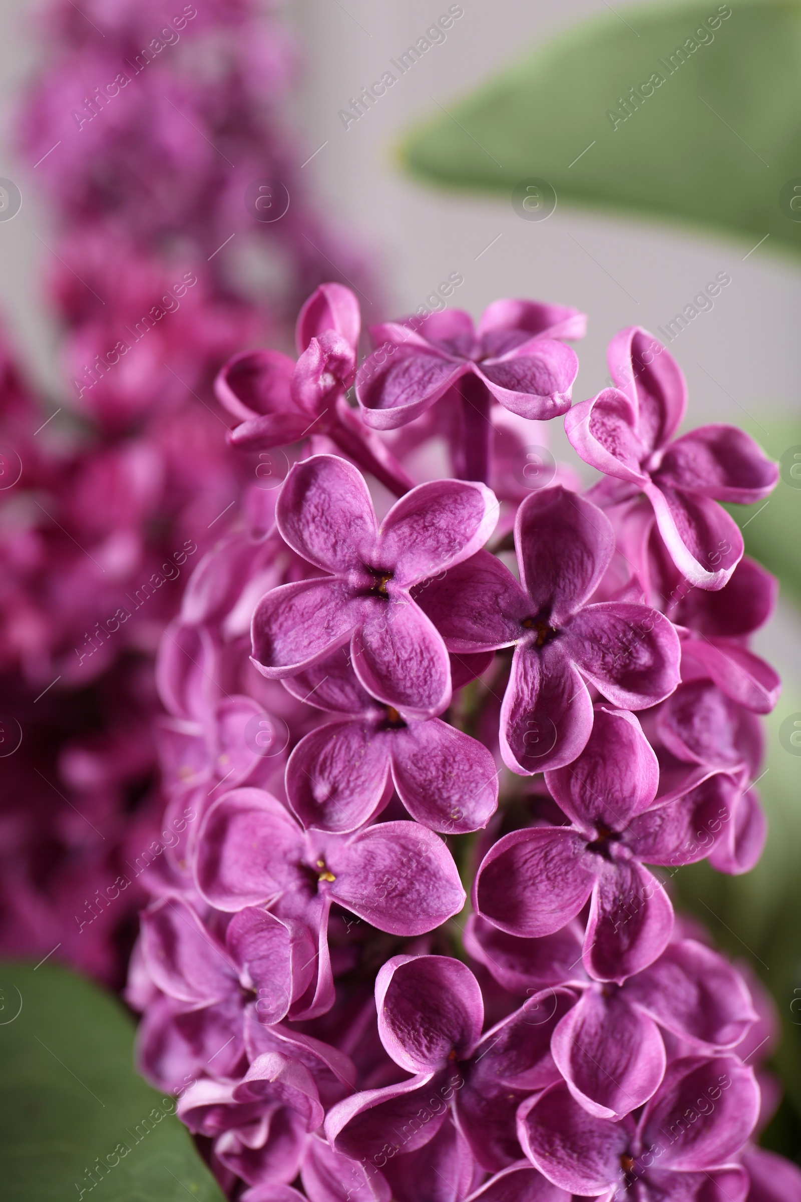 Photo of Beautiful blooming lilac flowers on blurred background, closeup