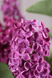 Beautiful blooming lilac flowers on blurred background, closeup