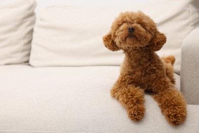 Photo of Cute Maltipoo dog resting on comfortable sofa, space for text. Lovely pet