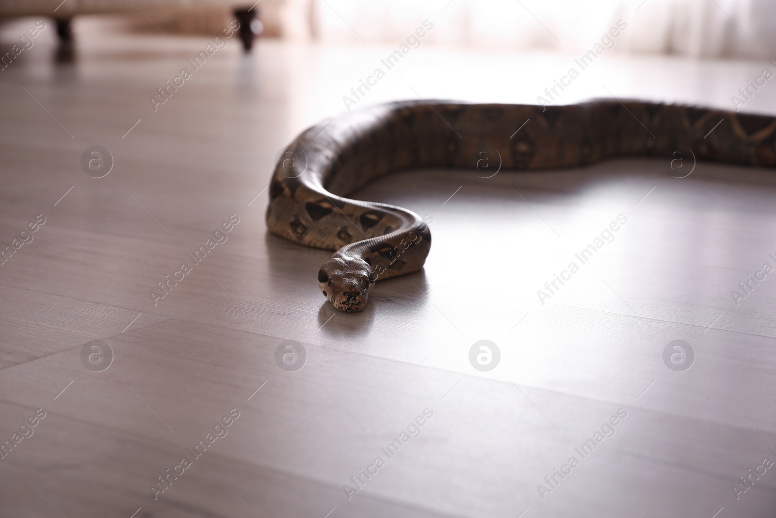 Photo of Brown boa constrictor crawling on floor in room