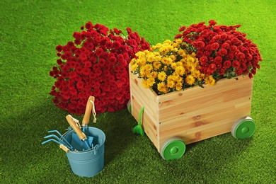 Photo of Beautiful chrysanthemum flowers and gardening tools on artificial lawn