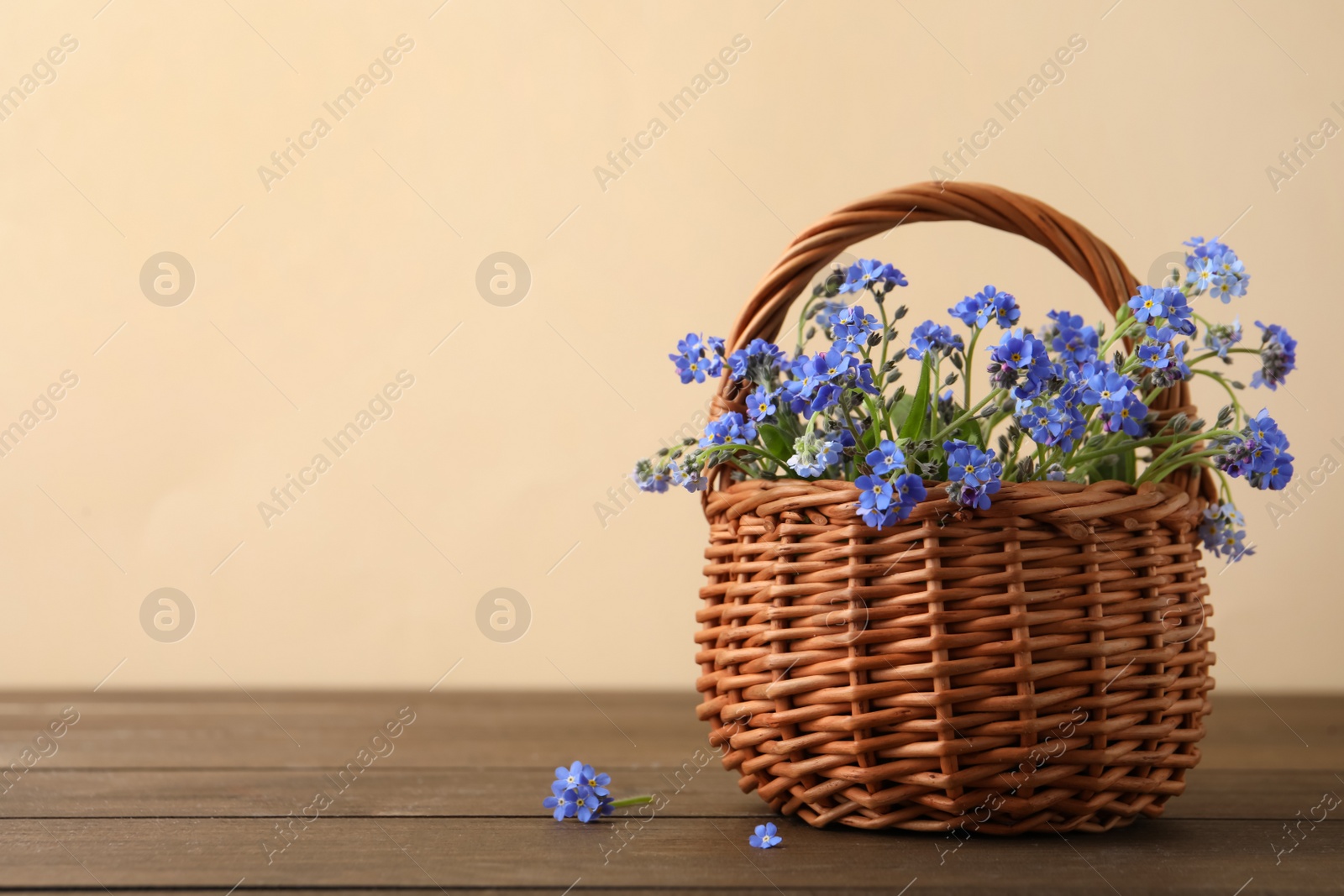 Photo of Beautiful blue forget-me-not flowers in wicker basket on wooden table. Space for text