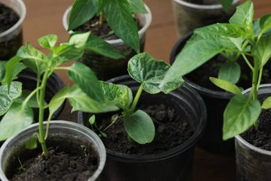 Photo of Seedlings growing in plastic containers with soil, closeup