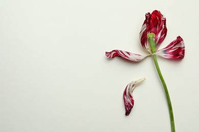 Photo of Red tulip on beige background, top view and space for text. Menopause concept