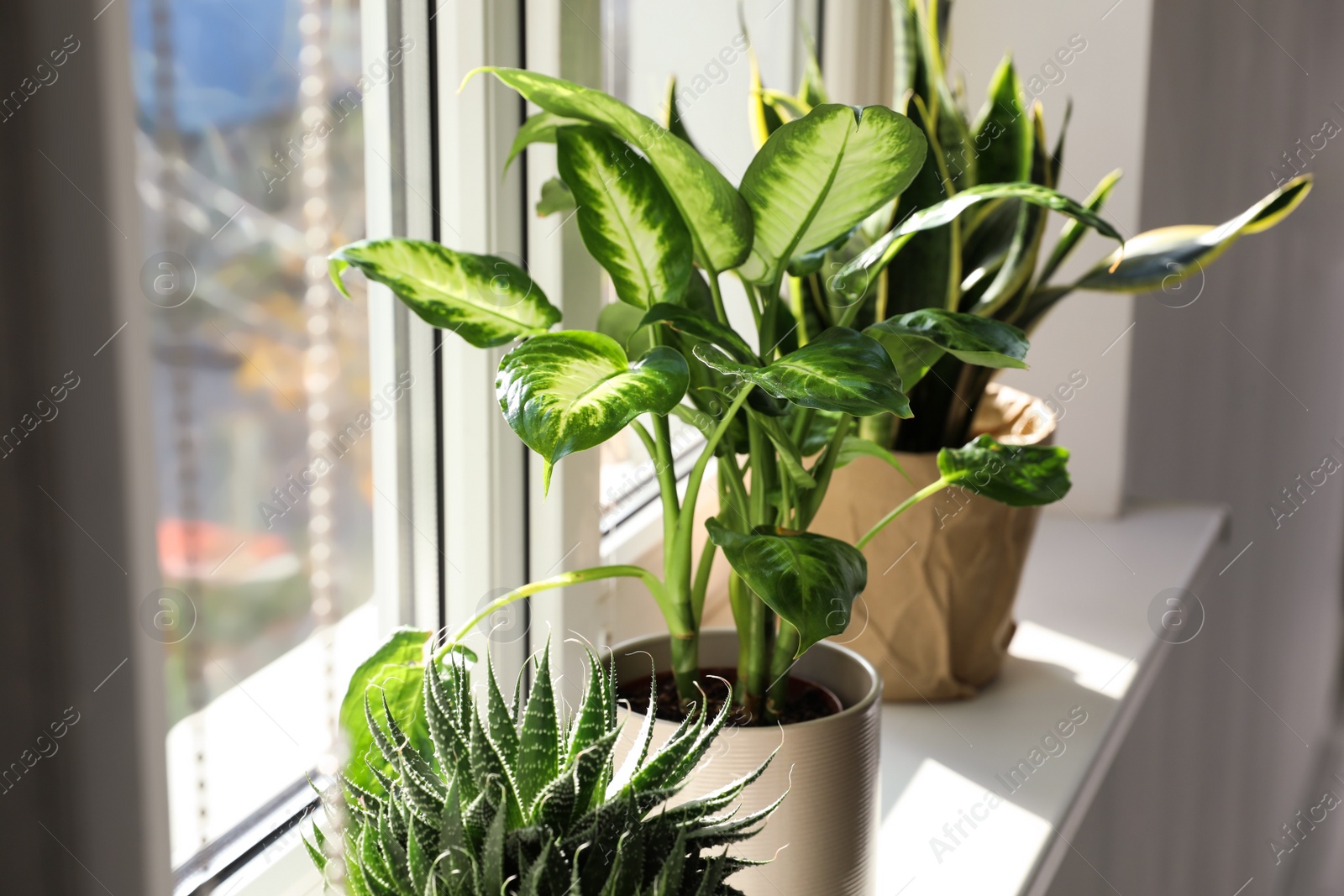 Photo of Different potted plants near window at home