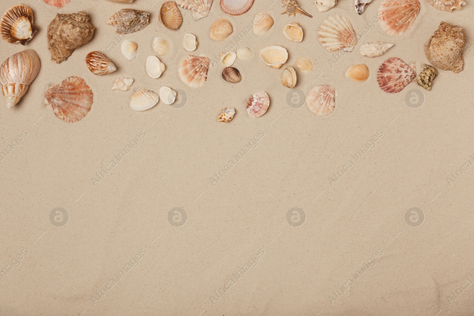 Photo of Seashells on beach sand, top view with space for text