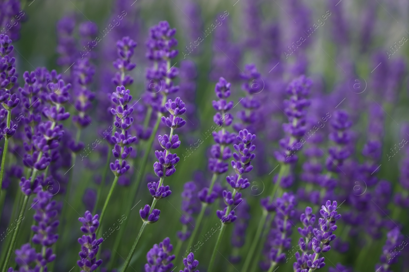 Photo of Beautiful blooming lavender plants in field, closeup