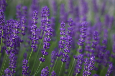 Beautiful blooming lavender plants in field, closeup