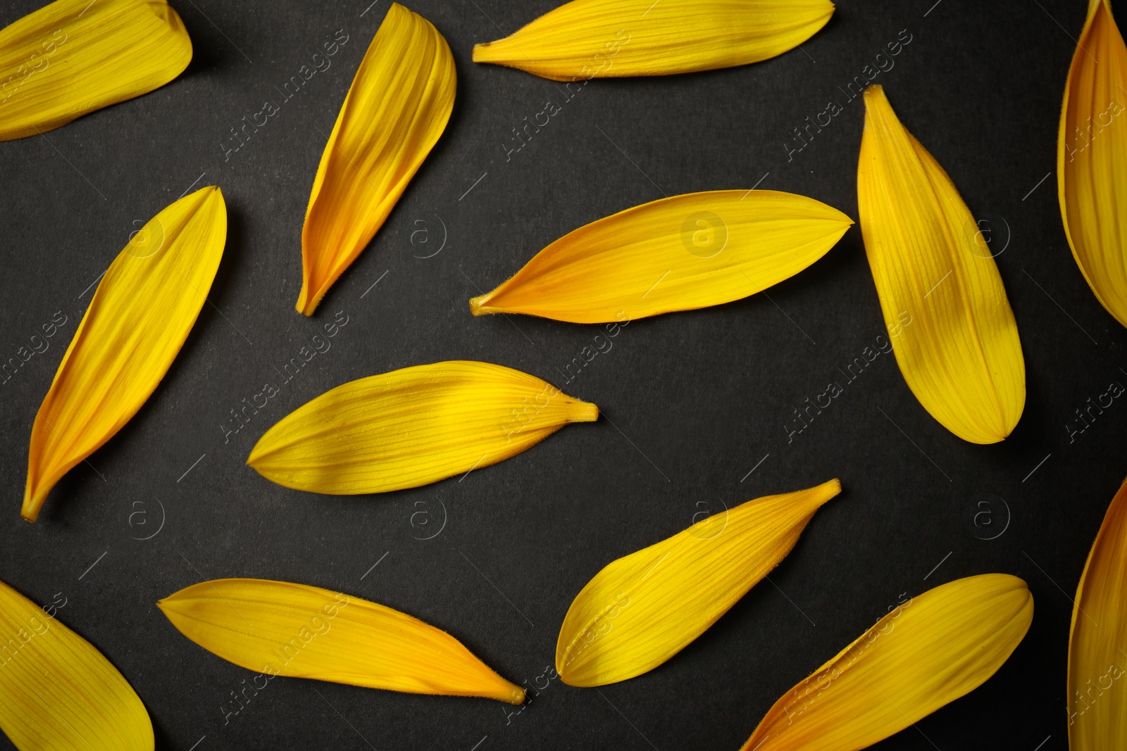 Photo of Fresh yellow sunflower petals on black background, flat lay