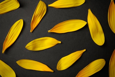 Fresh yellow sunflower petals on black background, flat lay