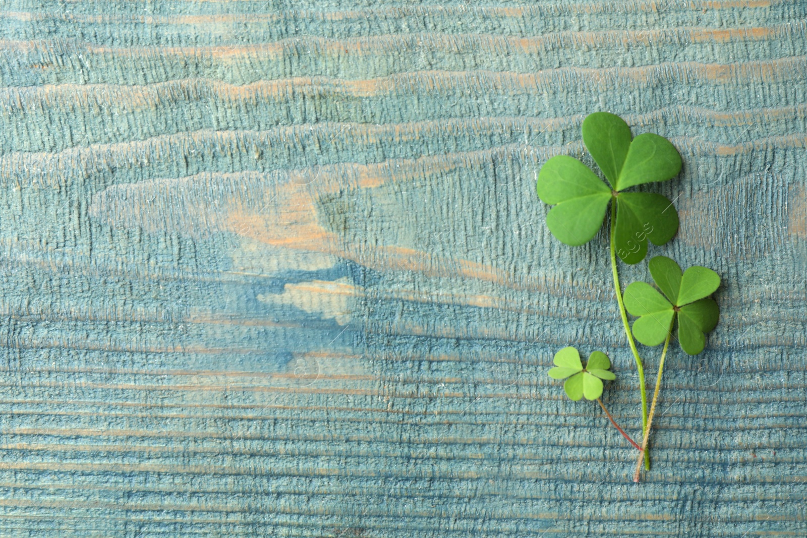 Photo of Clover leaves on blue wooden table, flat lay with space for text. St. Patrick's Day symbol