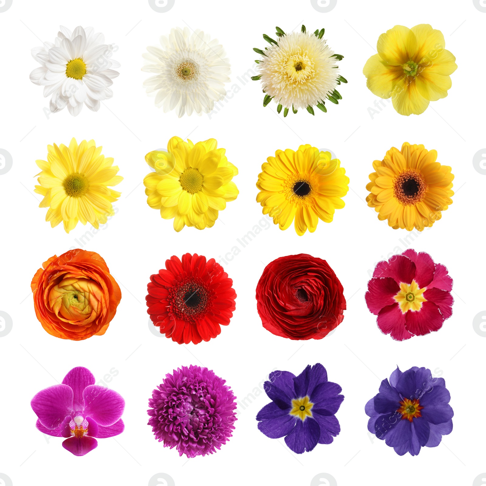 Image of Set with different beautiful flowers on white background