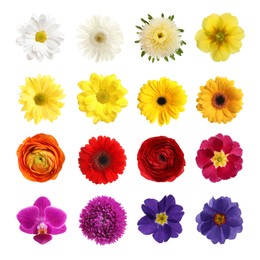 Image of Set with different beautiful flowers on white background