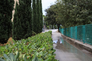 Photo of Beautiful green plants growing on city street