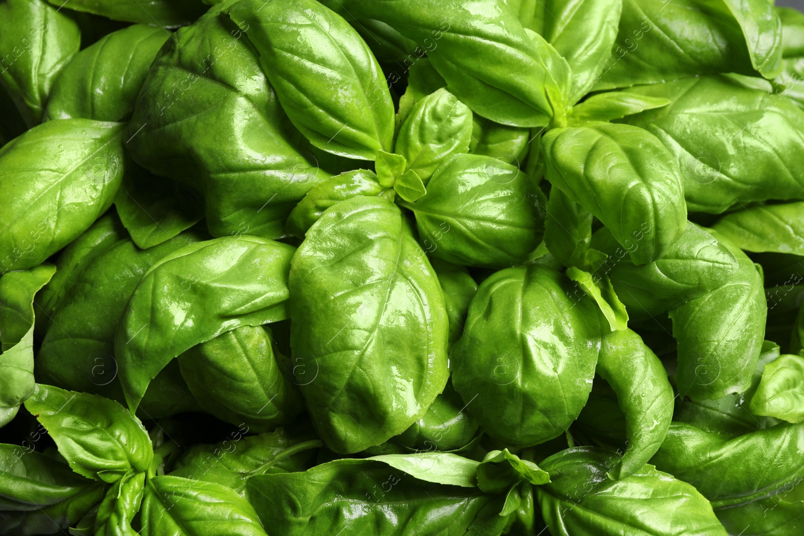 Photo of Fresh basil leaves as background, top view