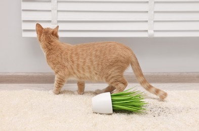 Photo of Cute ginger cat near overturned houseplant on carpet at home