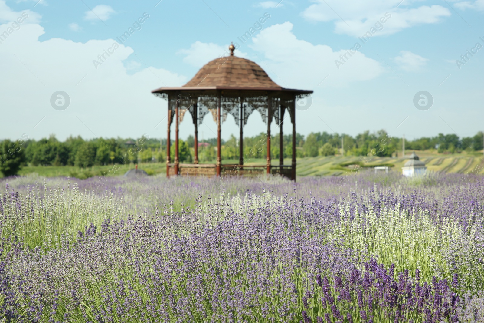 Photo of Beautiful view of blooming lavender growing in field