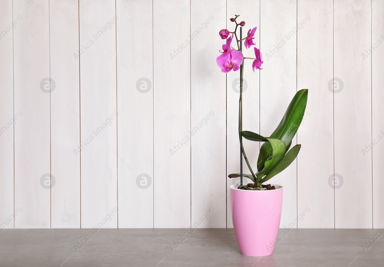 Photo of Beautiful tropical orchid flower in pot on table near color wall. Space for text