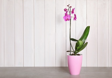 Photo of Beautiful tropical orchid flower in pot on table near color wall. Space for text