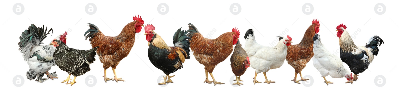 Image of Collage with chickens and roosters on white background. Banner design 