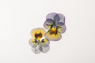 Photo of Wild dried meadow flowers on white background, top view