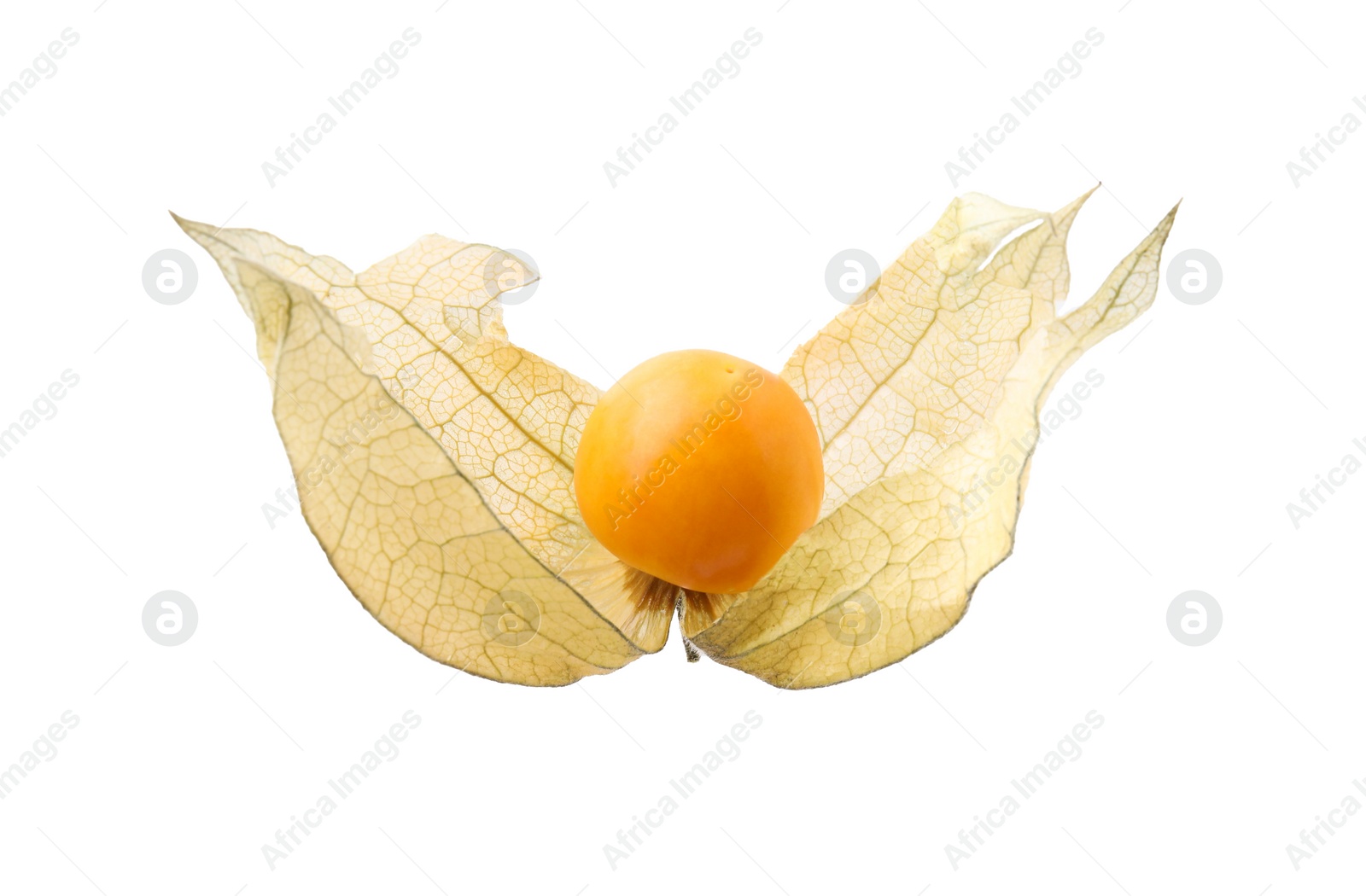 Photo of Ripe physalis fruit with calyx isolated on white