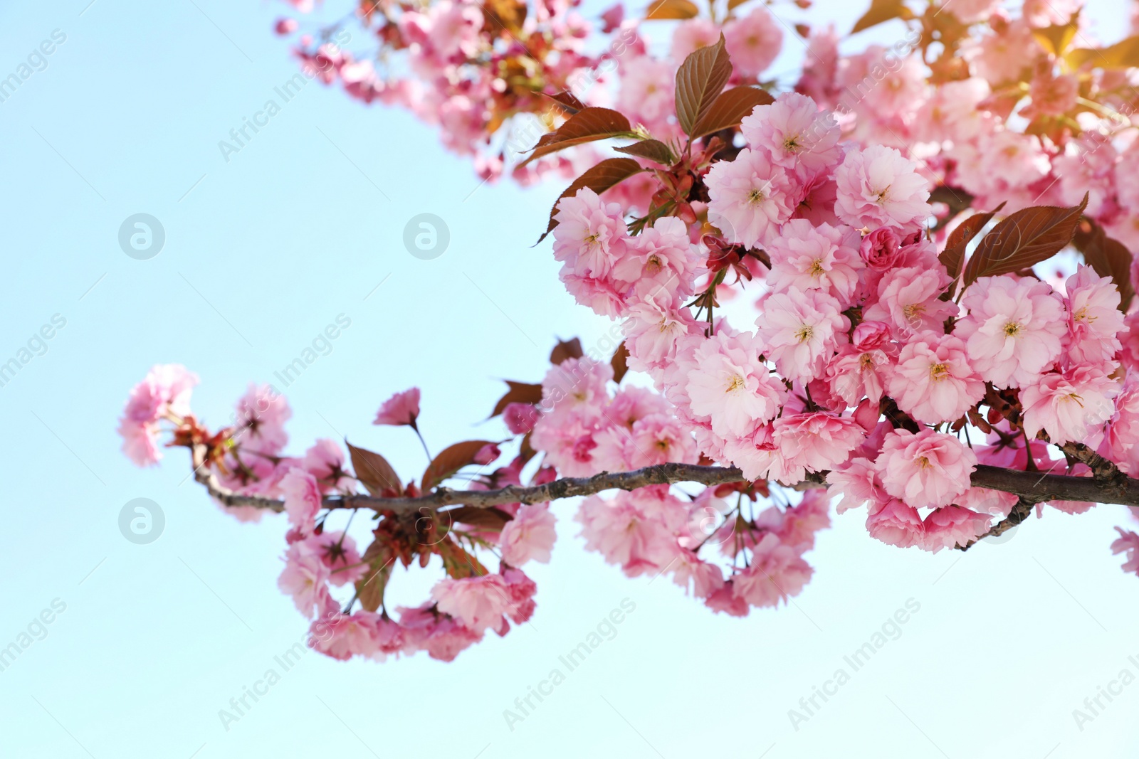 Photo of Beautiful blossoming sakura tree against blue sky, closeup