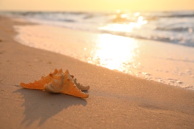Beautiful sea star on sunlit sand at sunset, space for text