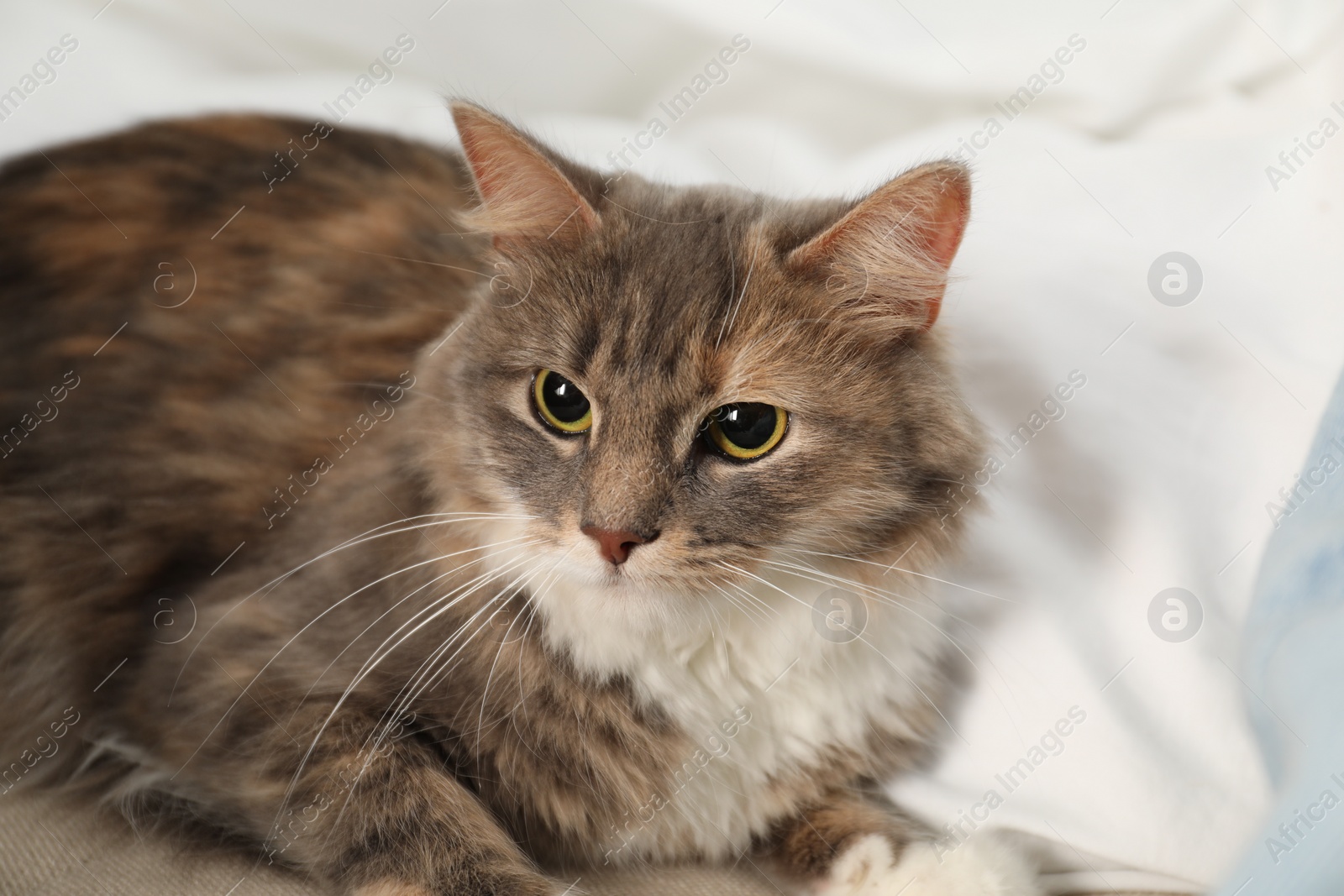 Photo of Cute cat lying on bed. Domestic pet